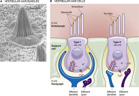 Hair cell